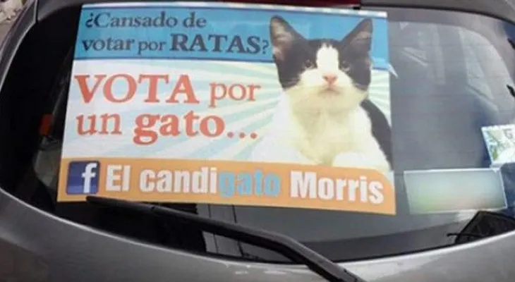 Un gato candidato se convierte en fenómeno en México
