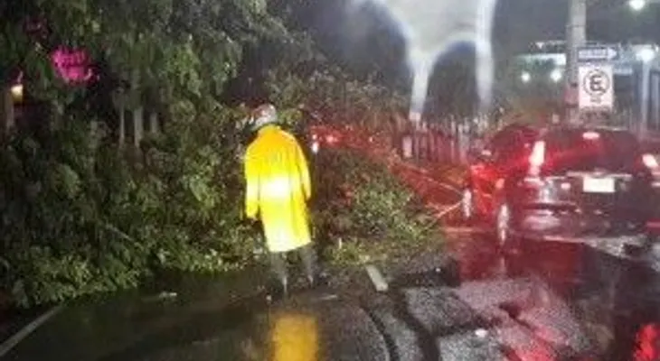 Tormenta derribó árboles, daño semáforos y causó avería en servicio eléctrico