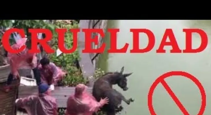 IMAGENES FUERTES: Arrojan burro vivo para alimentar a tigres hambrientos en zoo