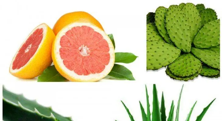 7 razones para utilizar aloe vera (sábila) para tratar la diabetes