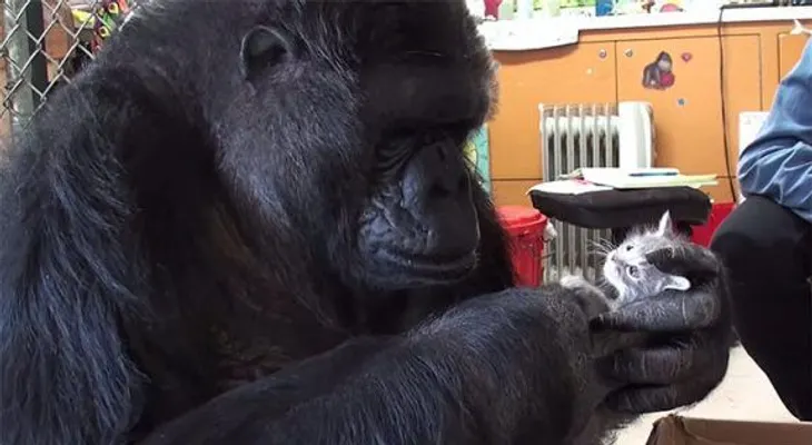 La maravillosa historia del gorilla Koko, que adoptó gatitos