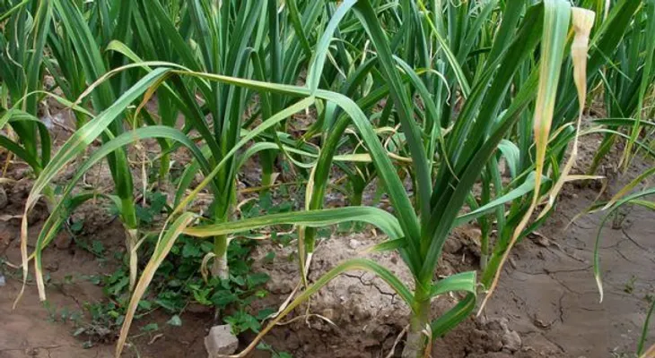 Cómo cultivar ajo y jengibre en la propia casa 