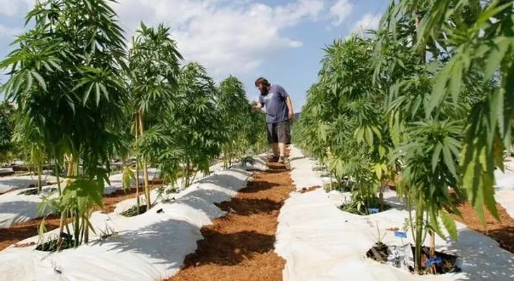 Dan primera licencia para productos medicinales de marihuana en Colombia