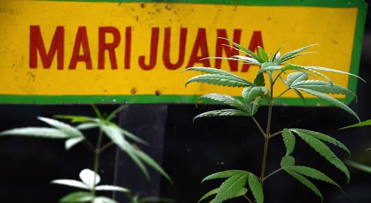 Colombia legalizaría el uso de la marihuana medicinal por decreto