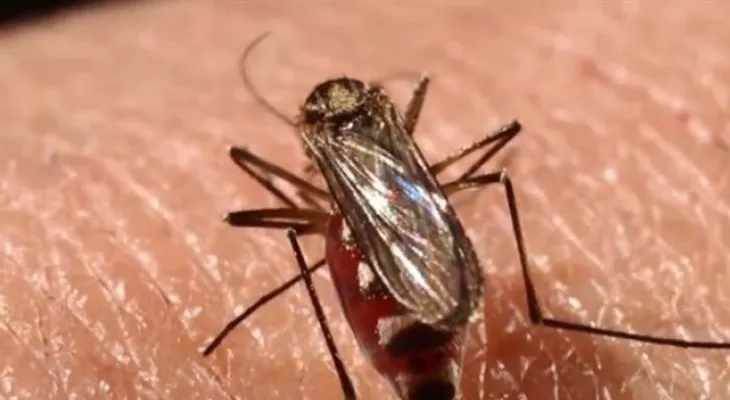 Un grupo de científicos desarrollan un método más barato y efectivo para detectar mosquitos con zika