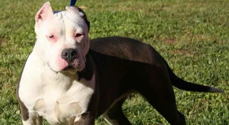 Otro niño muere atacado por un perro pitbull