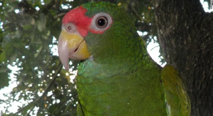 Esto es lo que hace diferente a la nueva especie de loro descubierta en México