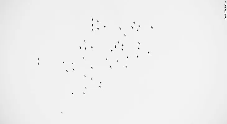 Cuéntalas: Son 49 aves volando cuando leían nombres de las 49 víctimas de la masacre de Orlando