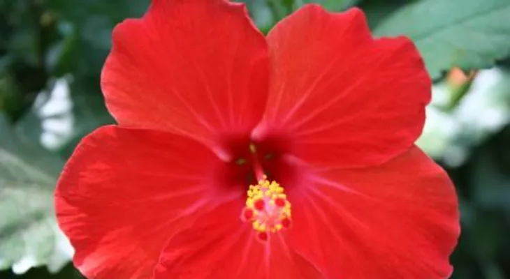 Beneficios de la Cayena o "Flor Sangre de Cristo