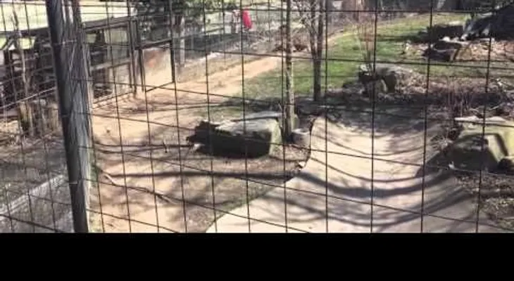 Una mujer salta la valla de un tigre para recoger una gorra