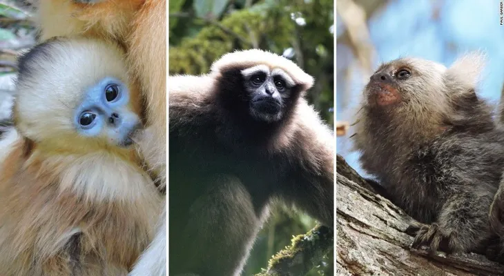 Más de la mitad de los primates están al borde de la extinción, según nuevo informe