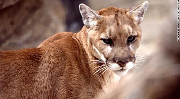 Captan un puma trepado encima de un poste de luz a 10 metros del piso
