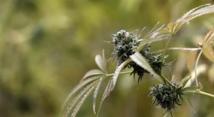 Brasil facilita la importación de un derivado de la marihuana con uso médico