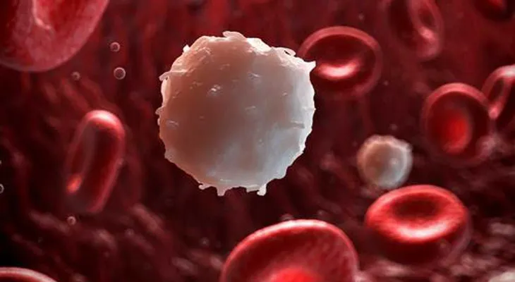 Científicos encuentran la manera de que las células de la leucemia se destruyan entre ellas