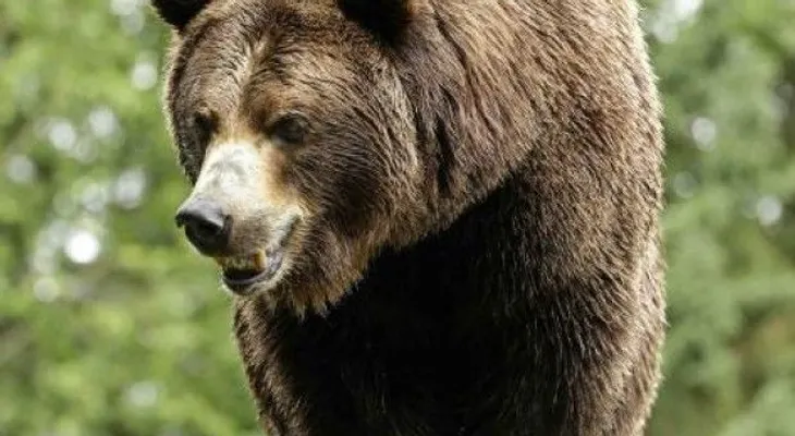 Oso suelto trepa árbol en patio trasero de casa en Tampa
