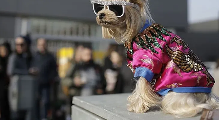 ¿Eres un dog lover? Evita seguir esta moda con tu perro, porque podría dañarlo gravemente