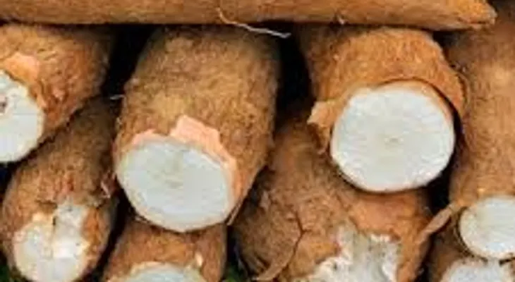 China se interesa por la yuca de República Dominicana