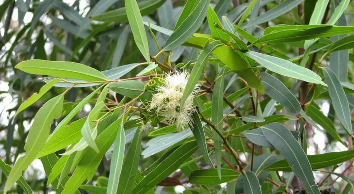 Eucalipto, planta medicinal para resfriados y problemas respiratorios
