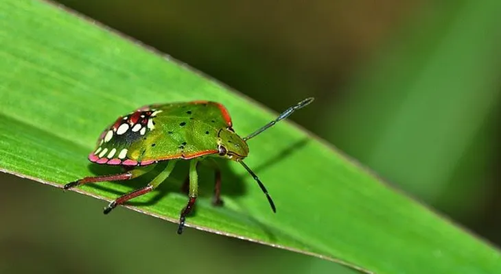 Insectos "hiede vivo" invaden comunidades de Montecristi