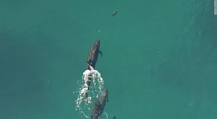 El cazador cazado: un grupo de delfines persigue y captura a un tiburón