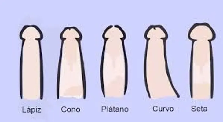 Tipos de pene y beneficios de cada uno