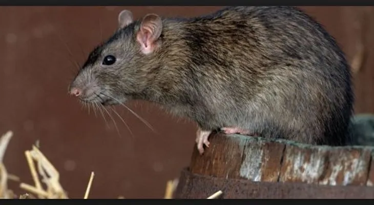 Remedios para acabar con las ratas 100% natural