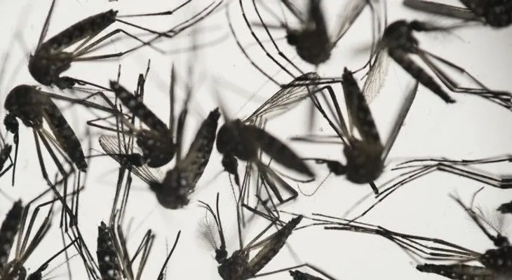 Alertan el Zika afecta en mayor escala a los diabéticos 