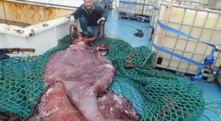 Atrapan calamar gigante en mar antártico.