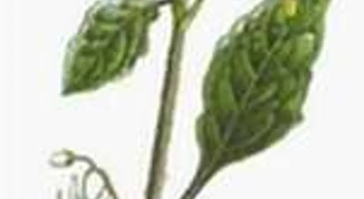 Un manojo de hojas y tallos de hierba mora o yocoyoco, para la inflamación del duodeno o gastroduodenitis