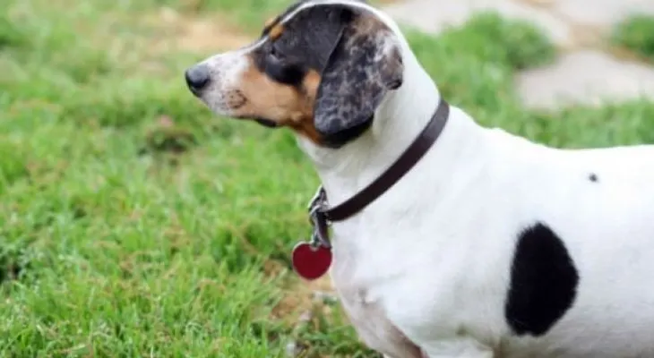 ¿Engordó tu mascota? Estas son las razones
