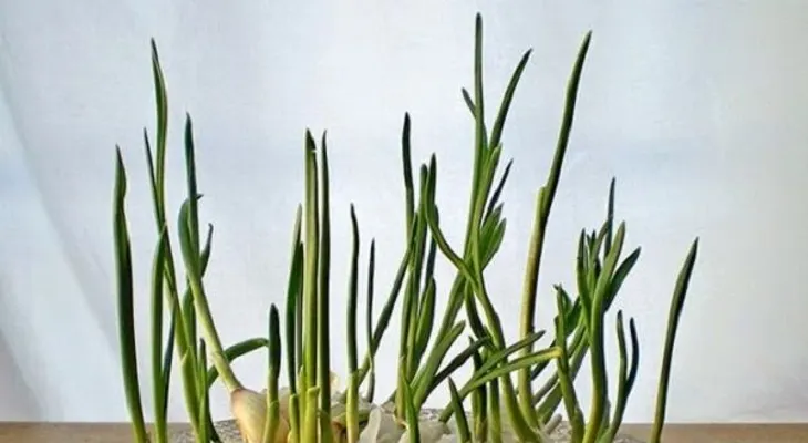 16 verduras que se pueden cultivar en casa fácilmente. ¡Sin importar la época del año!