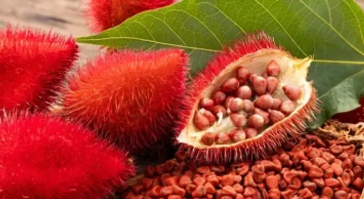 Beneficios de las hojas de achiote para la salud: qué dice la ciencia