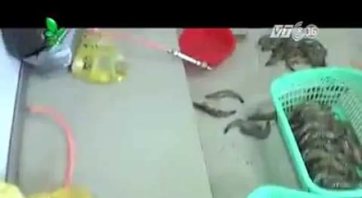 ¿Sabe lo que come? Esto hacen con los langostinos para que aparenten un mayor tamaño