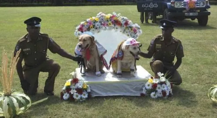 Policía de Sri Lanka realiza boda colectiva de perros