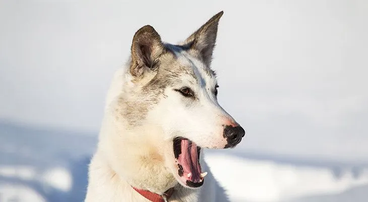 Su perro le salva la vida tras caerse a un pozo helado