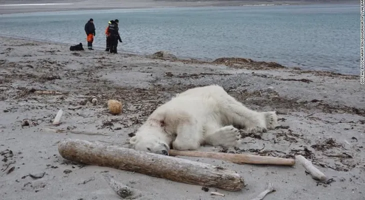 La muerte de un oso polar a manos del empleado de un crucero provoca indignación