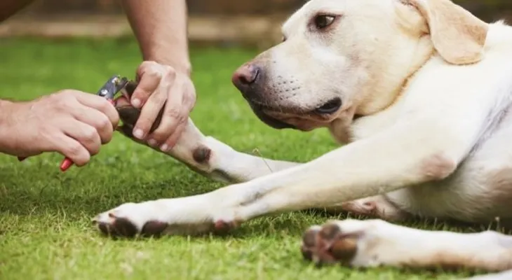 Conoce la importancia de cortarle las uñas a tu perro
