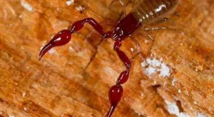 El veneno de este terrible ESCORPIÓN puede matarte en segundos 
