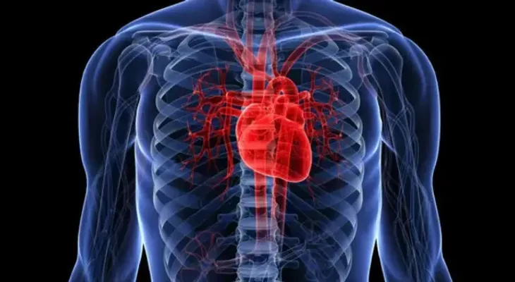 Identifican un mecanismo que regeneraría órganos en patologías como el cáncer y la aterosclerosis