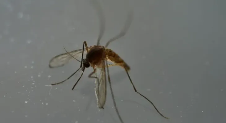 El zika deja se ser una emergencia de salud pública mundial