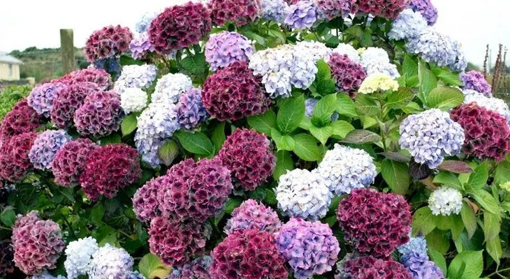 8 plantas de jardín populares que son increíblemente venenosas