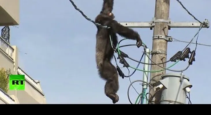 Chimpancé escapa y sube al tendido eléctrico (VIDEO)