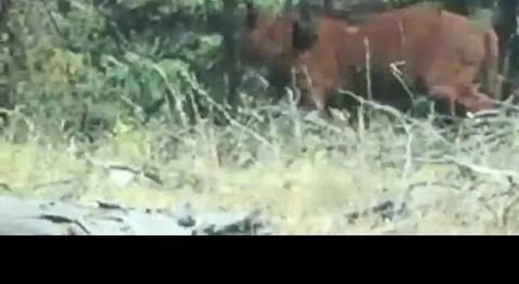 FUERTE VIDEO: Tocó la bocina del vehículo, pero no pudo evitar que el oso devorará una vaca 