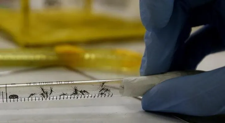 Los mosquitos pueden portar zika y chikungunya a la vez, según estudio