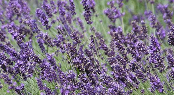 Los mosquitos nunca más serán un problema; siembra una de estas 6 plantas en su jardín