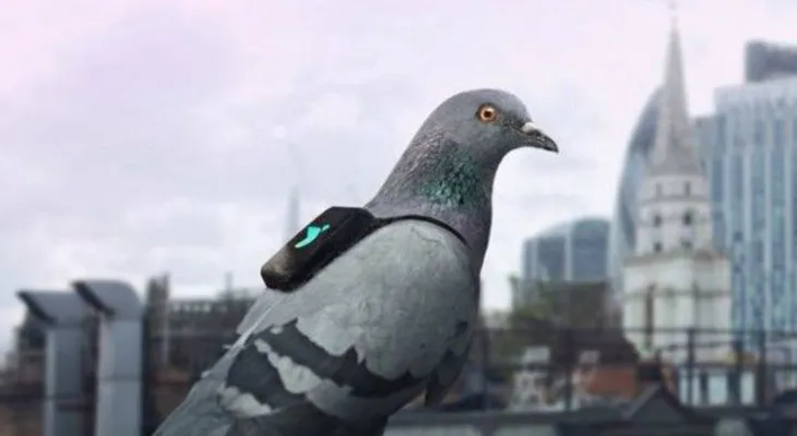 Palomas con "Mini-Mochilas" monitorean la contaminación en Londres
