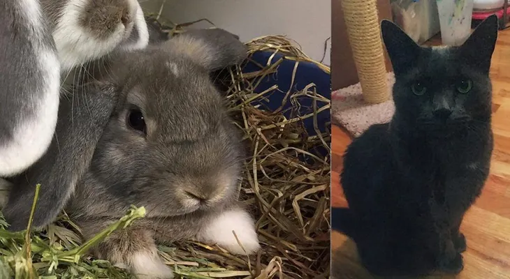 Recompensa de $1,000.00 por conejo y $200.00 por gato robado en Harlem 
