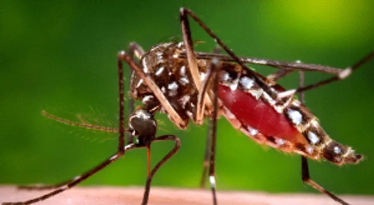 Registran primera muerte asociada al virus del Zika en los EEUU continentales