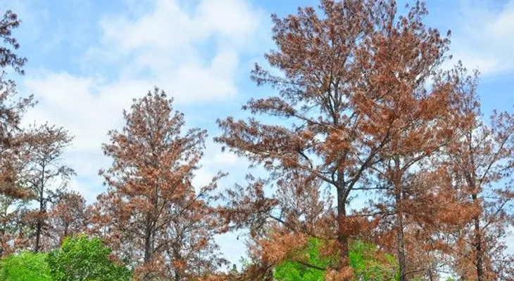 Plaga afecta miles de pinos en cordillera