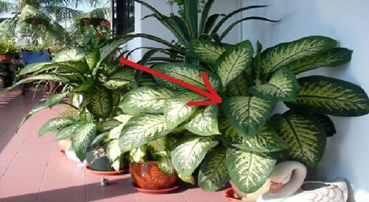 CUIDADO: Esta planta en el hogar puede matar a un adulto en 15 minutos y a un niño en menos de 1
